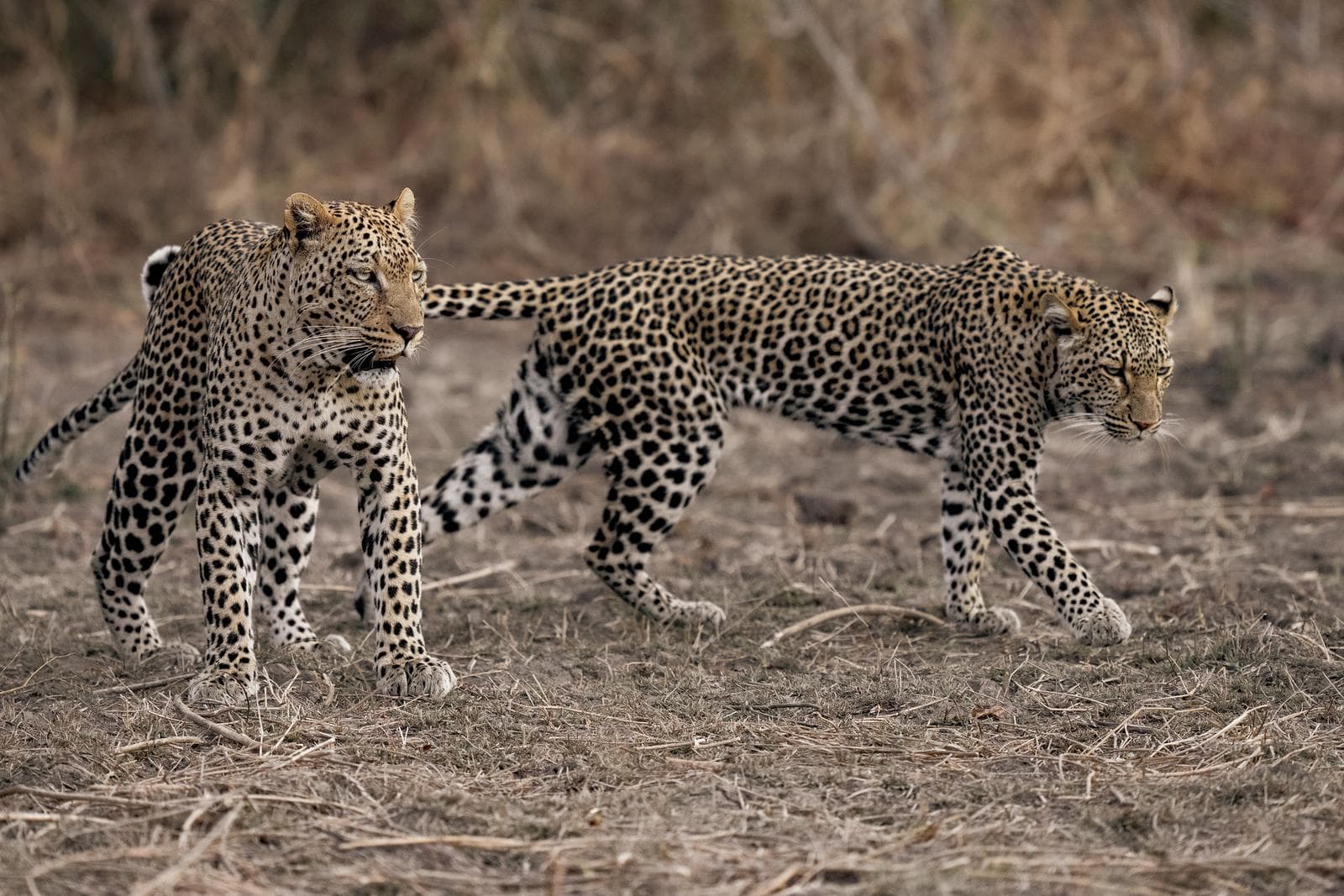 South Luangwa